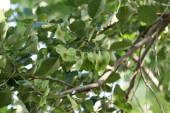 Pterocarpus santalinus